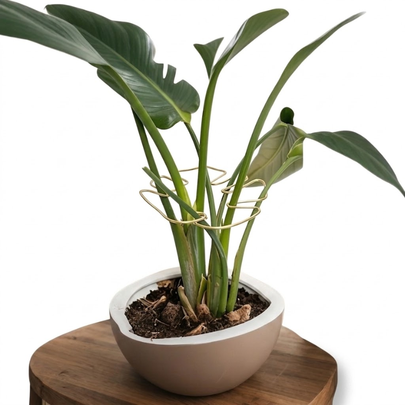 16cm Small Metal Plant Stem Support Gold Monstera Climbing Stabilizer Decorative Leaf Design